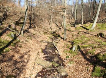 Percorso A piedi Rodenbach - Rodenbach - Rundwanderweg Fuchs - Photo