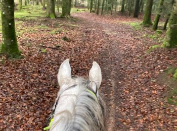 Trail Horseback riding Badonviller - Kalio joyeux  - Photo