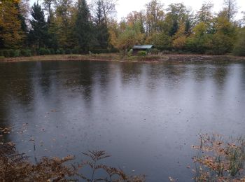 Tocht Stappen Ramonchamp - les etangs noirs - Photo