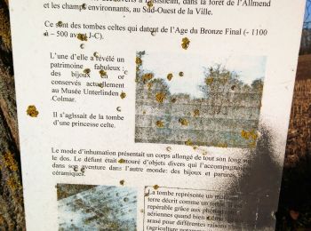 Trail Walking Ensisheim - Sur les sentiers de l'Ill Ensisheim - Photo