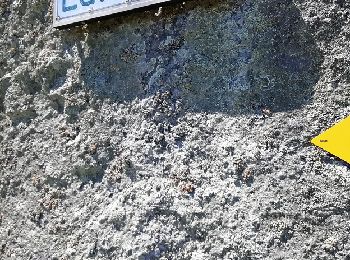 Trail Walking Zeneggen - Circuit Zeneggen - Toerbel - chemin panoramique 05.2019 - Photo