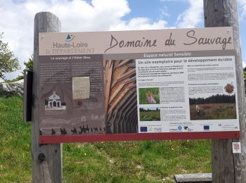 Trail Walking Saugues - chanaleilles le sauvage - Photo