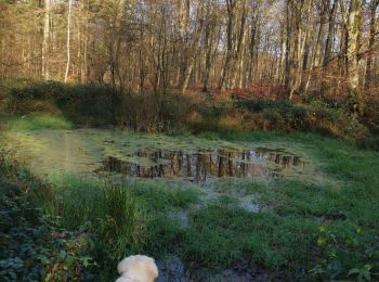 Randonnée Marche Arques-la-Bataille - forêt d'arques  - Photo