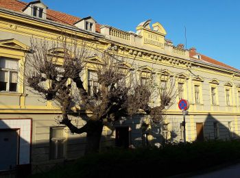 Percorso A piedi Gemeinde Ternitz - Löffler Runde 