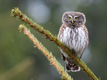 Tour Zu Fuß Rosenthal - [Z] Rožmitál pod Třemšínem - U Padrťských rybníků - Photo