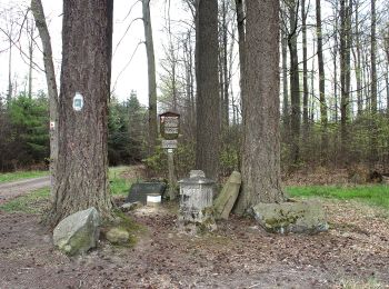 Tocht Te voet Gutsbezirk Spessart - Alsberg - Golf-Club Spessart - Roter Weg - Photo