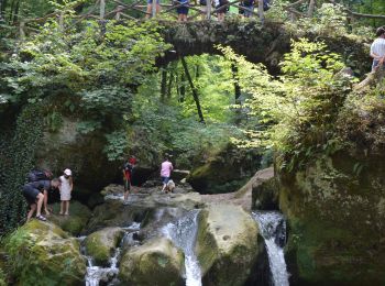 Percorso A piedi Waldbillig - AAA-mullerthal-2- 9.9 km  (102) - Photo