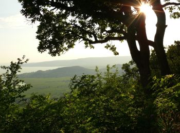 Tour Zu Fuß Badacsonytomaj - Kuruc-körút tanösvény - Photo