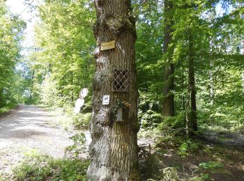 Trail On foot Goldbach - Roter Hase, Rundwanderweg Glattbach (Waldspielplatz) - Photo