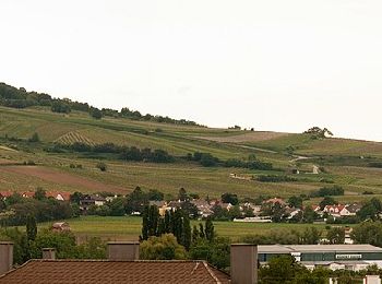 Percorso A piedi Gaaden - Gaaden - Anningerhaus - Photo