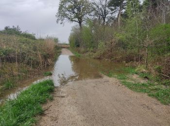 Randonnée Marche Vélizy-Villacoublay - Les forêts de Meudon et Versailles  - Photo