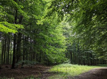 Trail On foot Hukvaldy - Naučná stezka Janáčkův chodníček - Photo