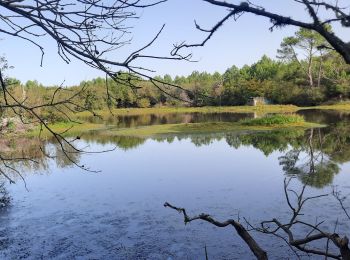Trail Walking Seignosse - Belleherbe en boucle depuis le Pénon - Photo