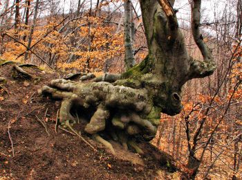 Randonnée A pied Diósjenő - S■ Diósjenő - Photo