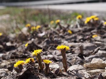 Tocht Te voet Waldstetten - Nordic Walking Strecke 3 - Photo