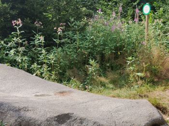 Randonnée Vélo électrique La Bresse - Hohneck--Granges - Photo