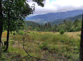 Randonnée Marche Bourbach-le-Haut - Buissonet  - Photo