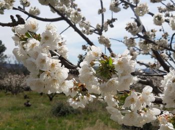 Randonnée Marche Mazan - Maean, Sentier des pierres seches  - Photo