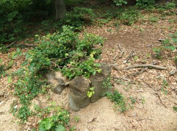 Trail On foot Unknown - NaturZeitReise 1 - Relikte historischer Waldnutzung - Photo