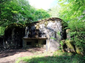 Randonnée A pied Schorbach - Circuit panoramique autour de Bitche - Photo