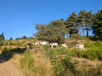 Randonnée Marche Saint-Régis-du-Coin - Tourbiere - Photo