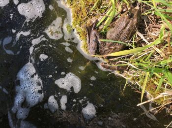 Tour Zu Fuß Schlieren - Schlieren - Feldmoos - Photo