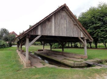 Trail On foot Rosheim - Le parcours du vigneron - Photo