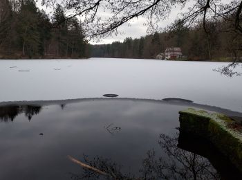 Trail Walking Bitche - Étang Hasselfurth 250112 - Photo