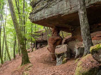 Randonnée A pied Dahn - Hohle Felsen-Tour - Photo