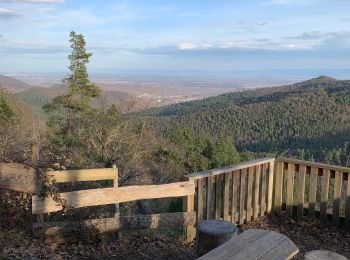 Tour Wandern Ammerschweier - Rocher du corbeau / trois épis - Photo