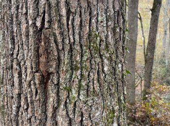 Excursión Senderismo Auch - Bois Auch - Photo