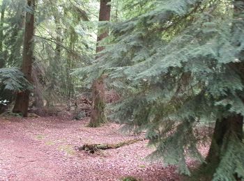 Trail Horseback riding Sougéal - la bouessiere - Photo