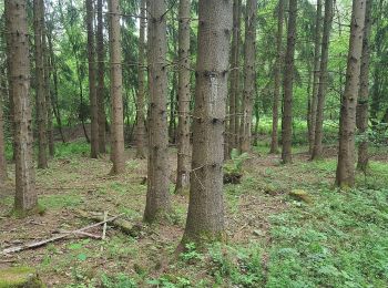 Trail On foot Wilnsdorf - Auf Bergmannspfaden - Photo