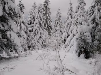 Tocht Ski randonnée Vagney - haut du tot - Photo