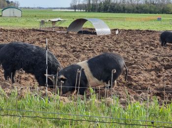 Tour Wandern Saint-Claude-de-Diray - saint claude de diray gs grand - Photo