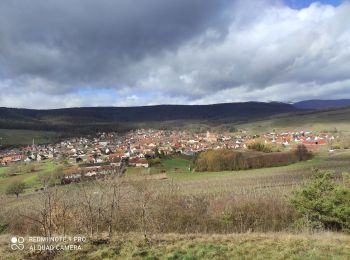 Randonnée Marche Westhalten - Westhalden - Photo