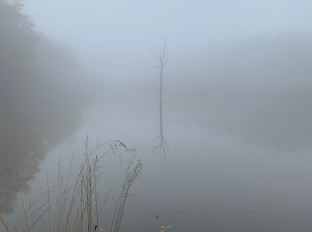 Trail Walking Saint-Mard-de-Vaux - Saint mars de vaux  le 28-10-2021 - Photo