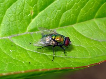 Randonnée A pied Siero - PR-AS 218 Senda del Trole - Photo