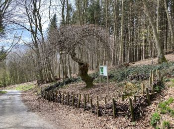 Tocht Te voet Bad Oeynhausen - Zuweg von Bad Oeynhausen zum Wittekingsweg - Photo