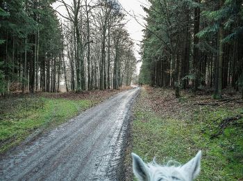 Trail On foot Weilrod - Rundweg Mauloff, Riedelbach, Tenne - Photo