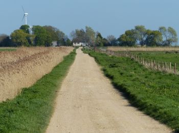 Tocht Te voet South Holland - Willow Tree Fen Green perimeter route - Photo