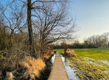 Trail Walking Alken - La vallée du ruisseau Mombeek à Alken - Photo