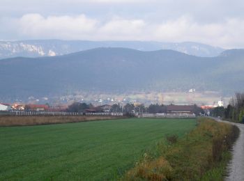 Excursión A pie Gemeinde Weikersdorf am Steinfelde - Laufstrecke Steinfeld 9,0 km - Photo