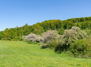 Tocht Te voet Bad Driburg - Bollberg Rundweg A3 - Photo