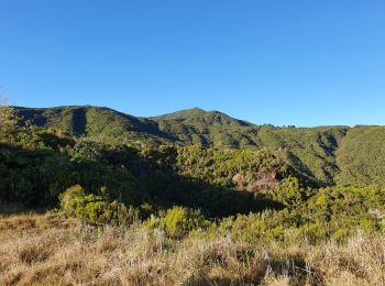 Tocht Stappen La Plaine-des-Palmistes - Gros Piton Rond - Photo