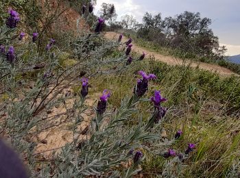 Trail Walking La Londe-les-Maures - gaoutabry - Photo