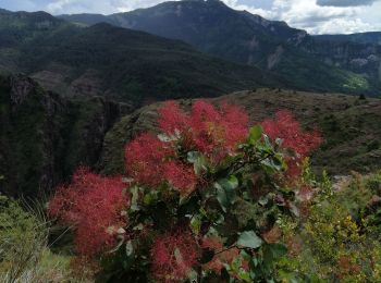 Tocht Stappen Daluis - Gorges du Daluis - Photo