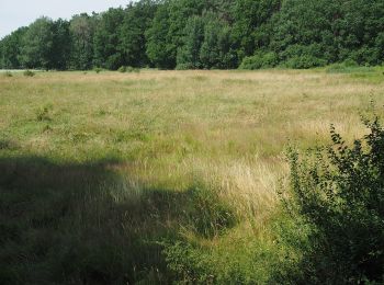 Randonnée A pied Eschede - Südheide 'Im Land der Esche' W19l (lange Tour) - Photo