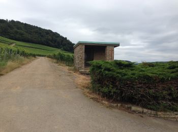 Tocht Te voet Wormeldange - Traumschleife Wein- und Naturpfad Palmberg Ahn - Photo