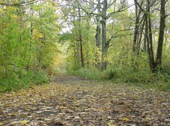 Randonnée A pied Bělá nad Radbuzou - 3 Nepomukweg - Photo